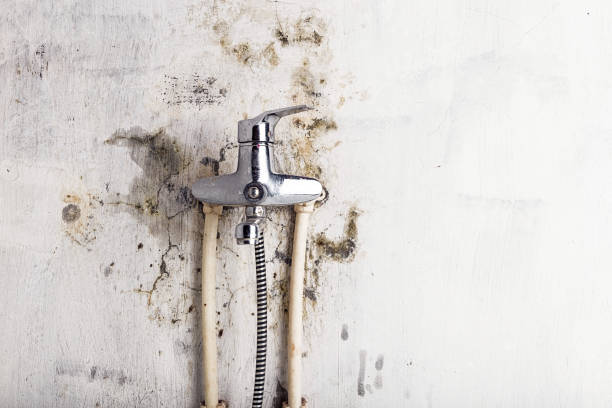 Best Toxic Mold Removal  in Sloan, IA