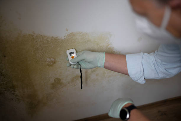 Best Certified Mold Removal  in Sloan, IA