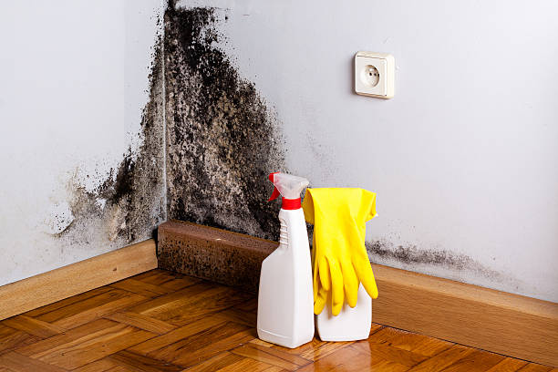 Best Black Mold Removal  in Sloan, IA